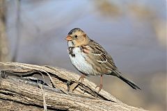 Harris's Sparrow